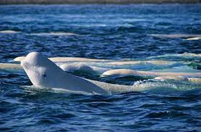 Public health warning as cat parasite spreads to Arctic beluga